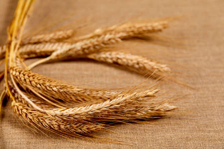 wheat grain on the tableの写真素材