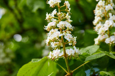 Bloomed chestnut flowers on the treeの写真素材