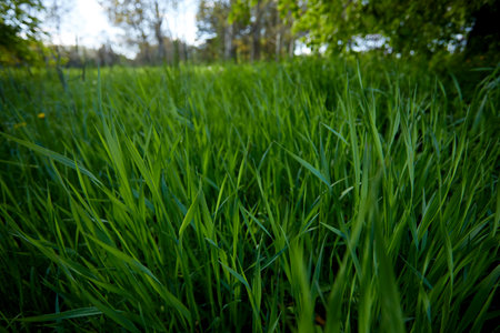 summer field with fresh grassの写真素材