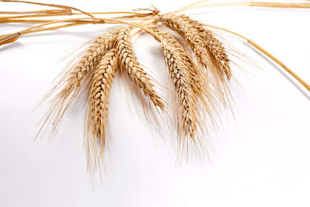 wheat grain on the tableの写真素材