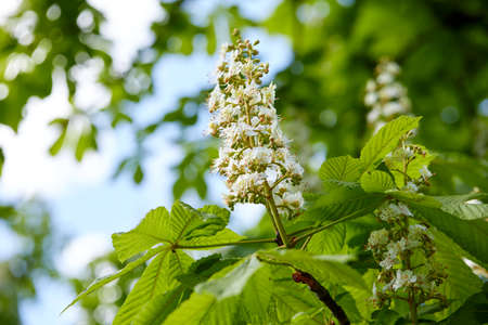Bloomed chestnut flowers on the treeの写真素材
