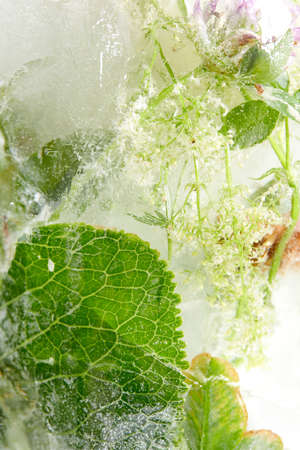flowers and leaves in the iceの写真素材