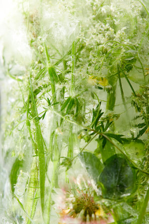 flowers and leaves in the ice
