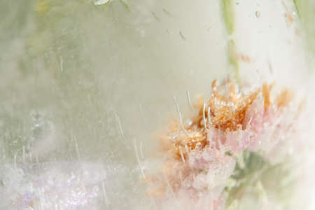flowers and leaves in the iceの写真素材
