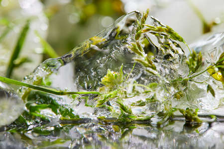 flowers and leaves in the iceの写真素材