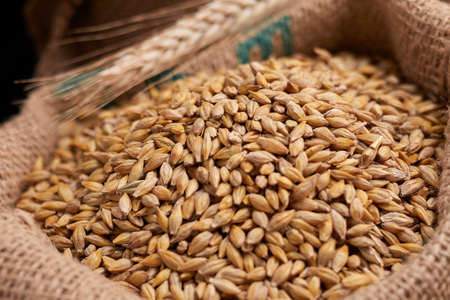 barley grain on the wooden backgroundの写真素材
