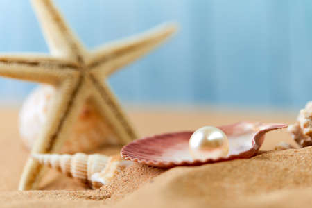 sea shells on the sandの写真素材
