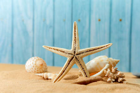 sea shells on the sandの写真素材