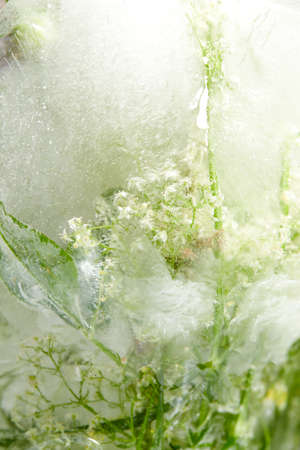flowers and leaves in the iceの写真素材