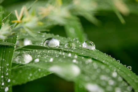 A closeup of water drops on green leaf after raindropsの写真素材