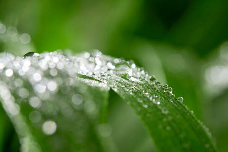 A closeup of water drops on green leaf after raindropsの写真素材