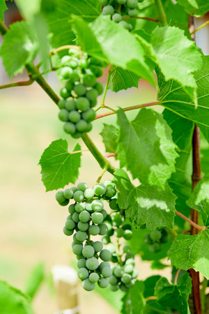 Add to Likebox Bunch of fresh green grapes growing on vineyard.の写真素材