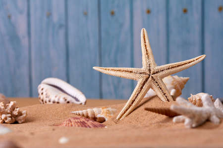 shells on the sand backgroundの写真素材