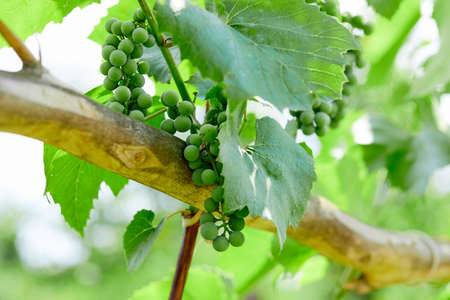 Add to Likebox Bunch of fresh green grapes growing on vineyard.の写真素材