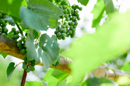 Add to Likebox Bunch of fresh green grapes growing on vineyard.の写真素材