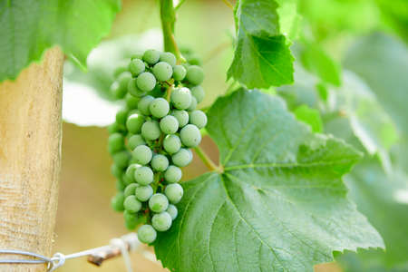 Add to Likebox Bunch of fresh green grapes growing on vineyard.の写真素材
