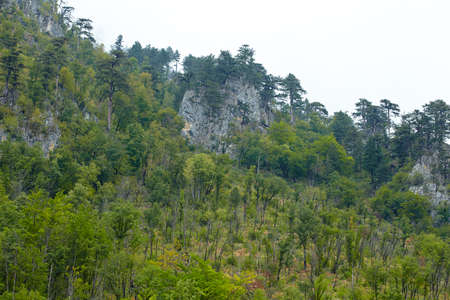summer holidays in the national parkの写真素材