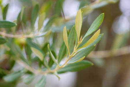 olive tree branch over blue skyの写真素材