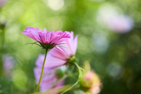 cosmos flowers in the gardenの写真素材