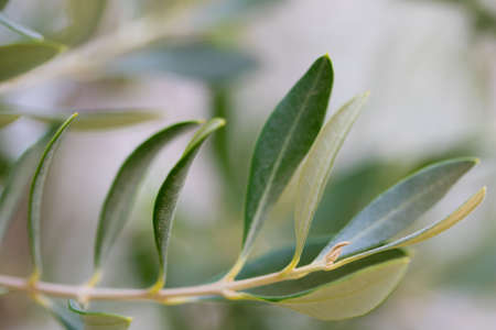 olive tree branch over blue skyの写真素材