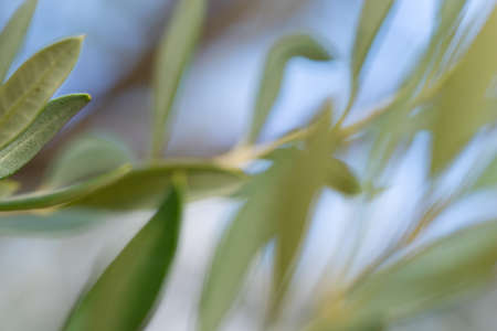 olive tree branch over blue skyの写真素材