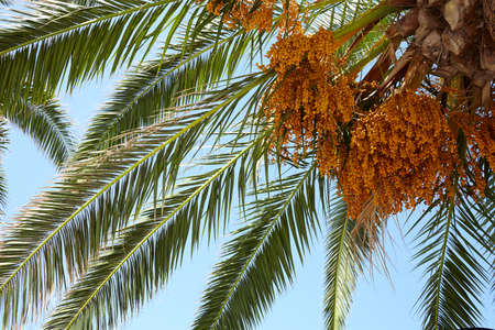 palm tree over blue skyの写真素材