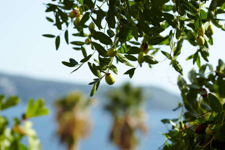Mediterranean olive farm ready for harvestの写真素材