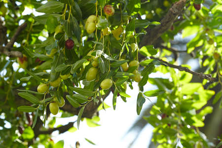 Mediterranean olive farm ready for harvestの写真素材