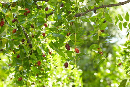 Mediterranean olive farm ready for harvestの写真素材