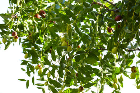 Mediterranean olive farm ready for harvestの写真素材