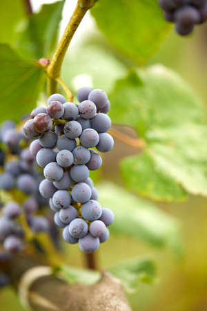 blue grapes in the gardenの写真素材
