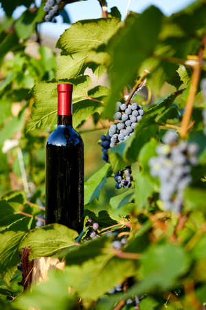 Composition with harvest of grapes in the vineyard.の写真素材