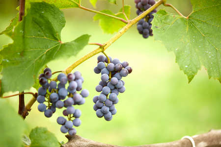 blue grapes in the gardenの写真素材