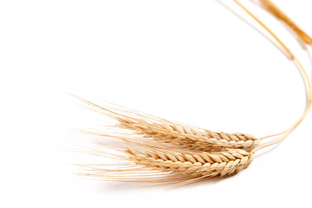wheat isolated on whiteの写真素材
