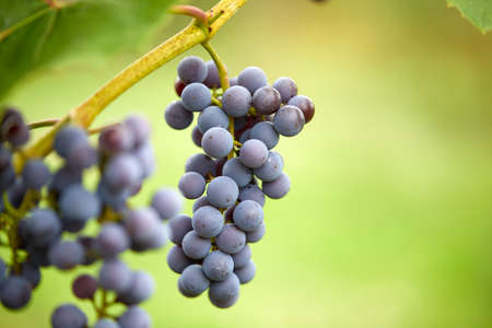 blue grapes in the gardenの写真素材