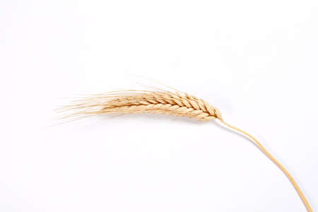 wheat isolated on whiteの写真素材