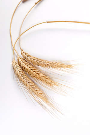 wheat isolated on whiteの写真素材
