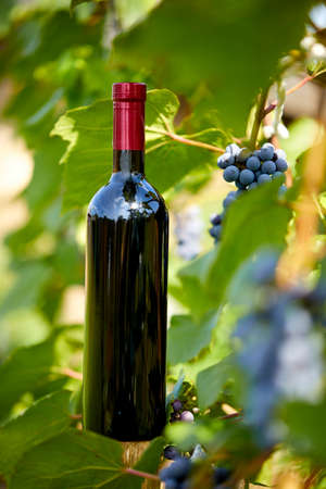 Composition with harvest of grapes in the vineyard.の写真素材