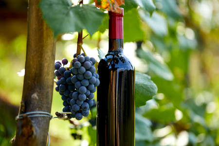 Composition with harvest of grapes in the vineyard.の写真素材