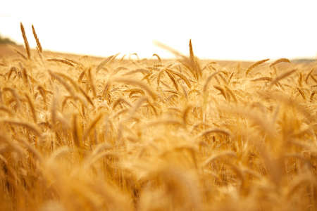 Gold wheat field, organic farmの写真素材