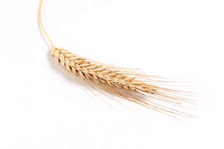wheat isolated on whiteの写真素材