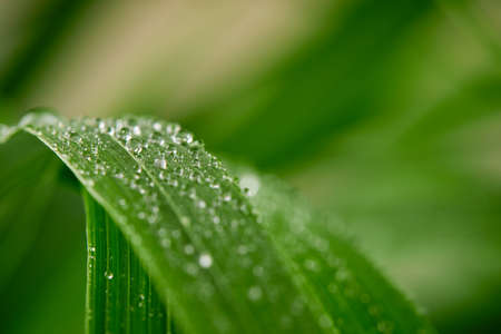 A closeup of water drops on green leaf after raindropsの写真素材