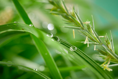 A closeup of water drops on green leaf after raindropsの写真素材