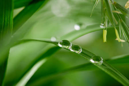 A closeup of water drops on green leaf after raindropsの写真素材