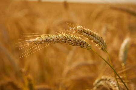 Gold wheat field, organic farmの写真素材