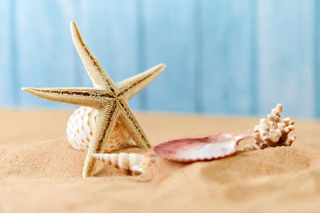 shells and sea star on sandの写真素材