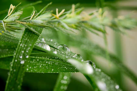 A closeup of water drops on green leaf after raindropsの写真素材