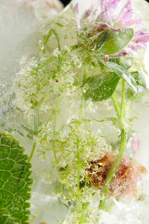 flowers and leaves in the iceの写真素材