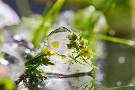 flowers and leaves in the iceの写真素材