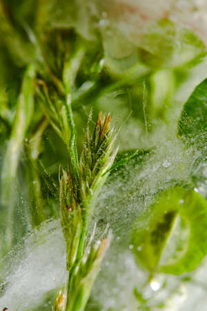 flowers and leaves in the iceの写真素材